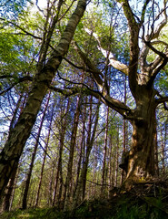 Old oak tree in Slovincian National Park, Poland.