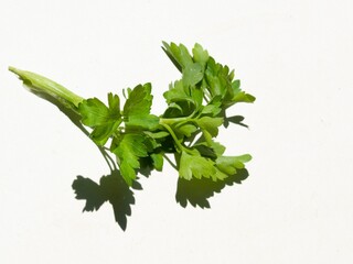 Parsley leaves on a white background