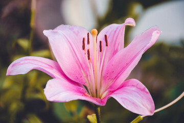 Fototapeta premium a large flower that gently opens its pink petals. the beauty of nature