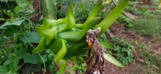 Dargon fruit Large, green, natural dragon fruit awaits harvest in 2 weeks. Thailand