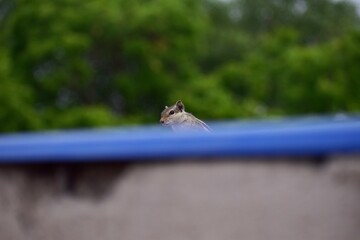 Squirrel on the roof 