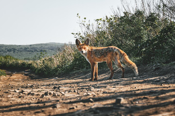 low angle close up view of a full-length wild red fox looking at the camera on a background of grass and sky on a sunny summer day. Nature and wildlife concept.