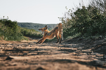 low angle close up view of a stretching full-length wild red fox with open mouth on a background of grass and sky on a sunny summer day. Nature and wildlife concept.