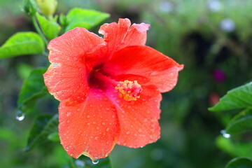 red flower with water drops © Viengsamone