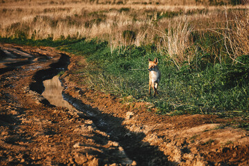 low angle view of a wild red fox walking along a trail on a background of grass and sky at sunset. Nature and wildlife concept.