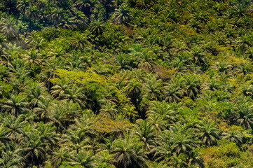 Aerial view of the Bissagos Archipelago (Bijagos), Guinea Bissau.  UNESCO Biosphere Reserve