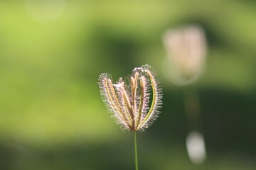 close up of a plant