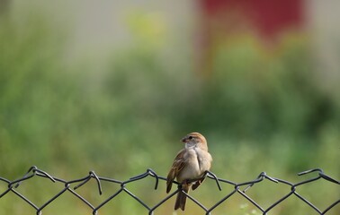 sparrow on a fence