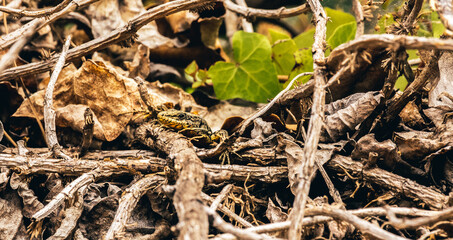 a small lizard hiding between the branches of trees