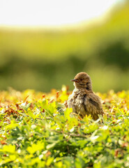 baby sparrow on A HEDGE.
