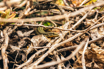 a small lizard hiding between the branches of trees