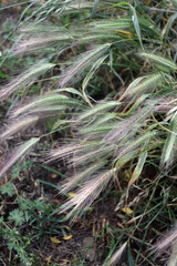 Grass awns that can be dangerous for dogs. June grass ears.