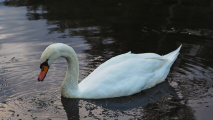 Cygne solitaire nageant tranquillement dans un étang