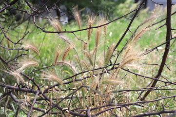 Grass awns that can be dangerous for dogs. June grass ears.