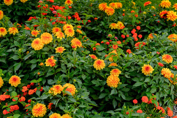 Flowers in the Park on the Lake Constance (Bodensee) on the Rhine at the  foot of the Alps