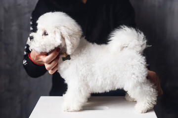 White Bichon Frize stands in a rack