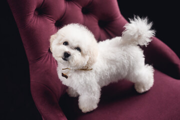 A little white Bichon Frize stand and look up in camera