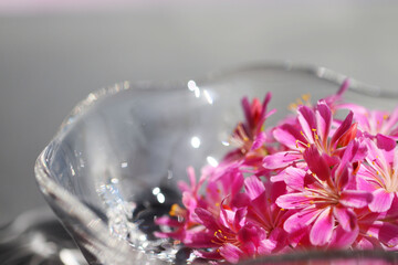 ガラスの器のピンクレウィシアの花