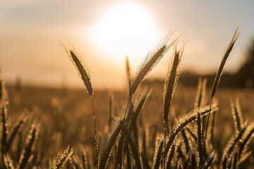 Ears of grain in the field in the rays of the setting sun. Rural landscape.
