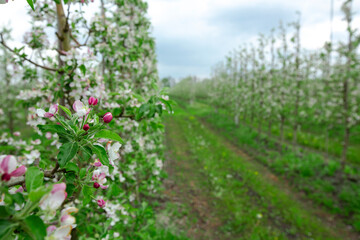 Flowering on modern farm. Pink buds and white-pink flowers on apple tree branches