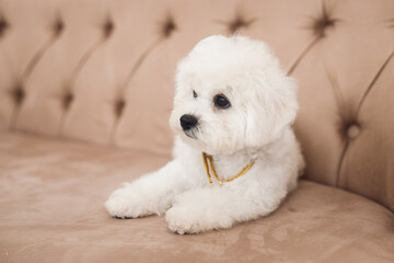 Little white Bichon Frize look away