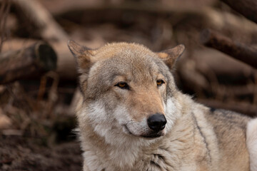 Wolf portrait in the zoo in spring