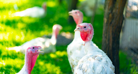 Breeding turkeys on a farm. White turkey portrait walking in paddock. Flock of Turkeys walking in paddock on farm. Pasture raised turkey on a farm.