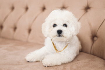 Close up little white Bichon Frize muzzle in camera