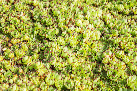 Sempervivum tectorum. Houseleek, Hen and Chickens. Crassulaceae, Sedoideae, Sedeae, Sedinae, Sempervivum. Evergreen succulent with a mat forming growth habit. Carpet of green leaves background.