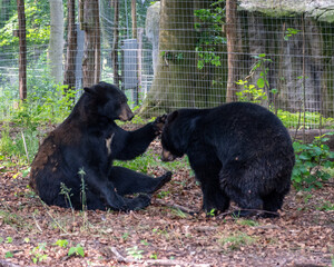 cute bears in the zoo patting head 