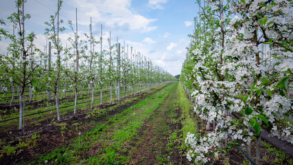 Apple farm and young seedlings. Plantation of trees even rows and green grass