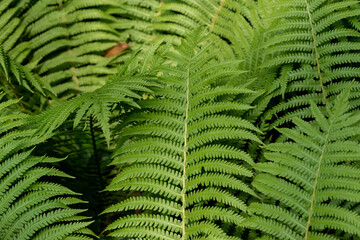 fern leaf background