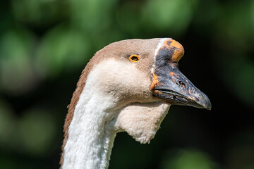 Head of a goose in closeup against a background of green grass. Poultry on the paddock on a sunny summer day.