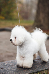 Cute small white puppy Bichon Frize on the street