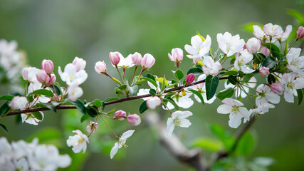 Blooming garden in spring. Branch with many white flowers and pink buds on apple farm