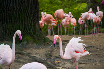 Flamingos group on the nature background, Berlin zoo. Wild life animal life. Large group of flamingos.