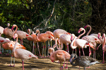 Flamingos group on the nature background, Berlin zoo. Wild life animal life. Large group of flamingos.