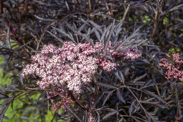 Elder, Sambucus nigra Black Lace pink flowers with fine black foliage. Dark leaves and delicate white and pink flowers. Unusual combination. Filled background.