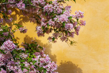 Linnaea amabilis. Kolkwitzia amabilis or beauty bush. Gorgeous background with yellow wall and flowering tree. Angiosperms, Eudicots, Asterids, Dipsacales, Caprifoliaceae, Linnaeoideae, Linnaea.