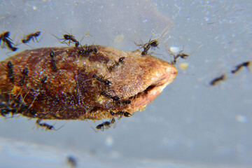 Black garden ant activity. Also known as the common black ant. These insects usually live in colonies. Ants eat dates