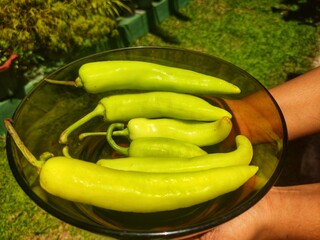 Spicy capcicum in the garden