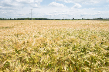 Sommer Gerste auf dem Feld  / Summer Barley
