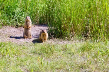 Gound squirrels