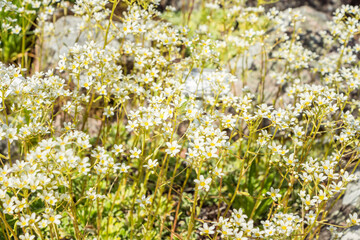 Fototapeta premium Draba verna (syn. Erophila verna) thespring draba, shadflower, nailwort, common whitlowgrass. A carpet of a lot of small tiny white mountain flower. Filled full frame picture. White flowers texture.