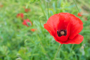 Roter Klatschmohn auf de Feld / Corn Poppy