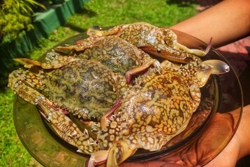 hand holding crabs on plate
