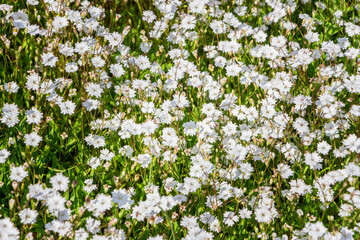 Obraz na płótnie Canvas A lot of small white flowers of Heliosperma alpestre. Beautiful abstract white wildflowers. Filled full frame picture. Small white flowers with shallow depth. Wedding concept. Sunny.