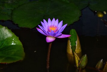 Blue lotus flower in a pond