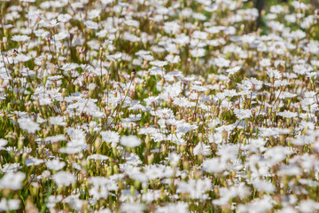 A lot of small white flowers of Heliosperma alpestre. Beautiful abstract white wildflowers. Filled full frame picture. Small white flowers with shallow depth. Wedding concept. Sunny.
