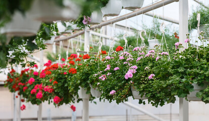 Floristics and growing plants in orangery. Many miniature pink and red roses in pots
